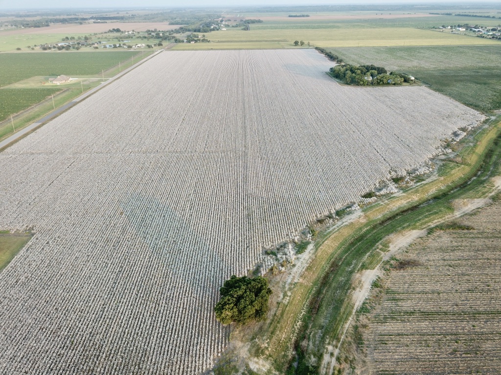 Cotton From Above